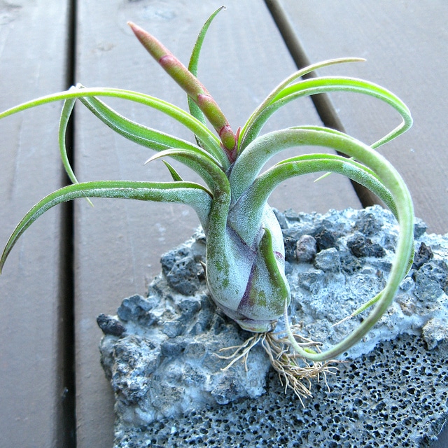 Tillandsia à tête de méduse
