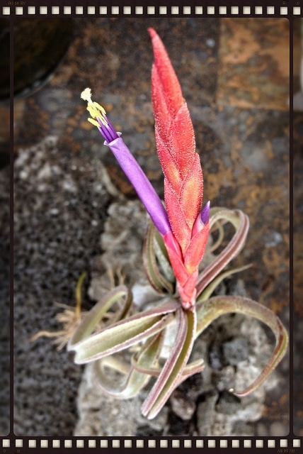 Tillandsia à tête de méduse