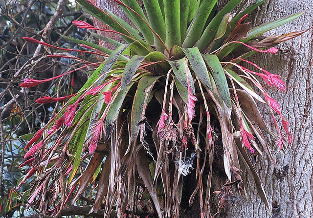 Tillandsia complanata