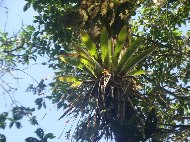 Tillandsia complanata