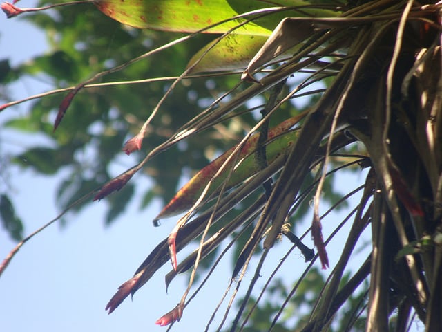 Tillandsia complanata (Tillandsia complanata)