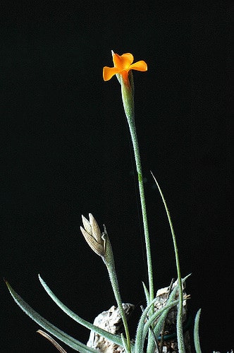 Tillandsia crocata