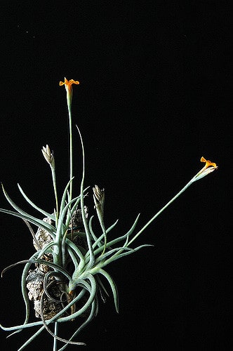 Tillandsia crocata