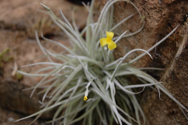 Tillandsia crocata