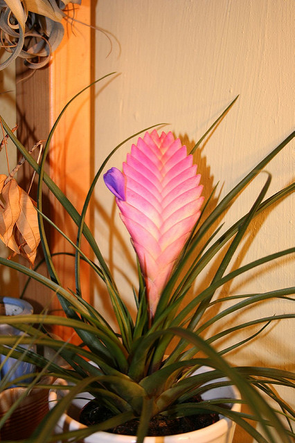 Tillandsia raquette (Tillandsia cyanea)