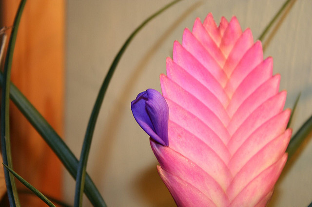 Tillandsia raquette