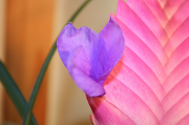Tillandsia raquette