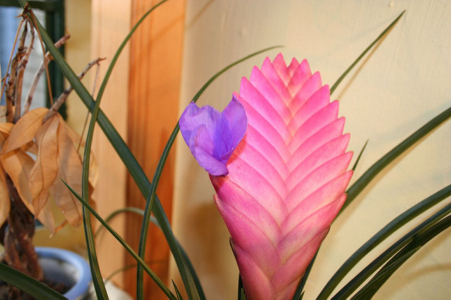 Tillandsia raquette