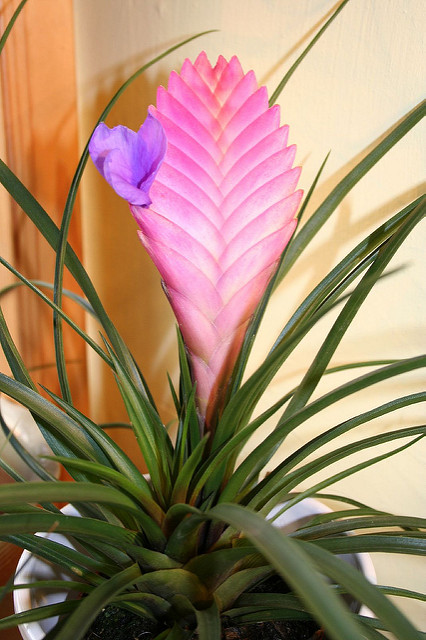 Tillandsia raquette