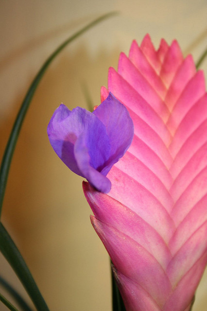 Tillandsia raquette