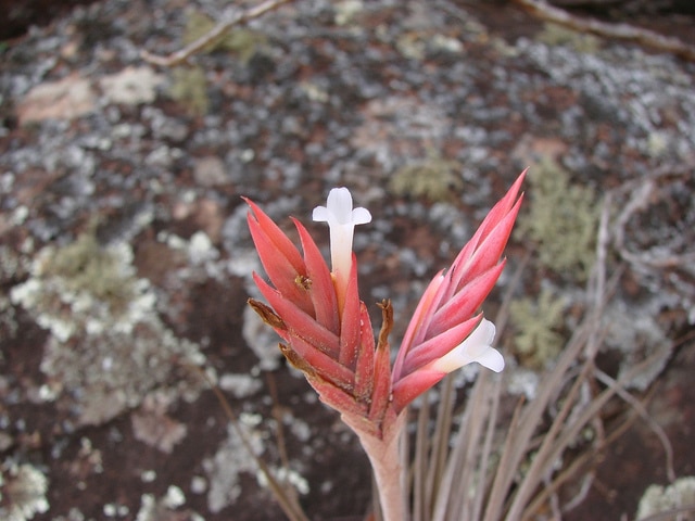 Tillandsia didisticha