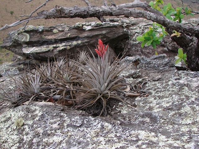 Tillandsia didisticha (Tillandsia didisticha)