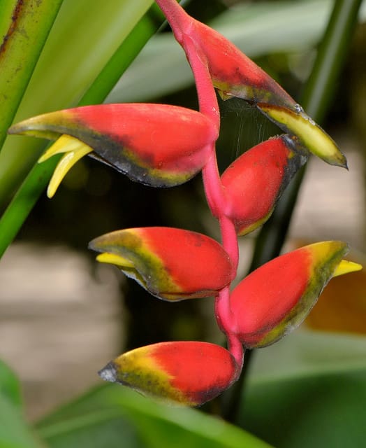 Tillandsia dyeriana