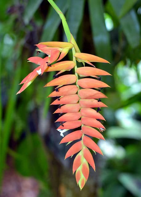 Tillandsia dyeriana