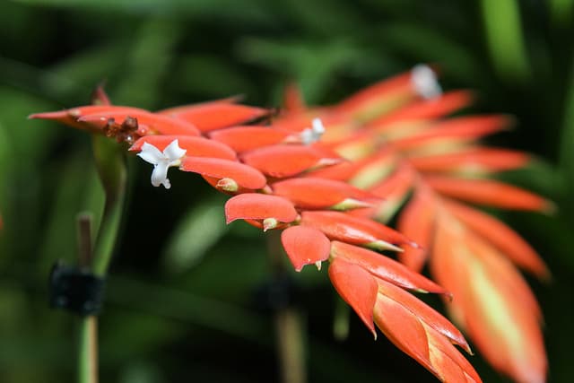Tillandsia dyeriana