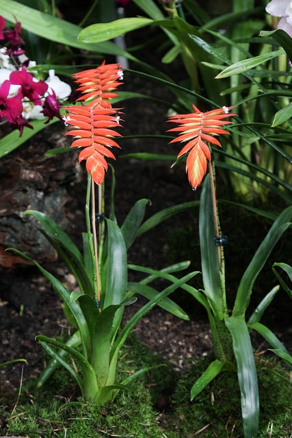 Tillandsia dyeriana