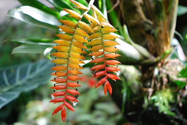 Tillandsia dyeriana (Tillandsia dyeriana)