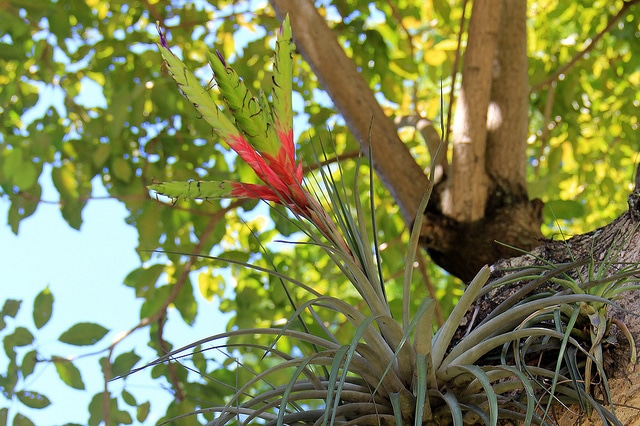 Tillandsia fasciculata (Tillandsia fasciculata)
