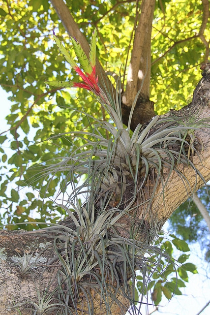 Tillandsia fasciculata