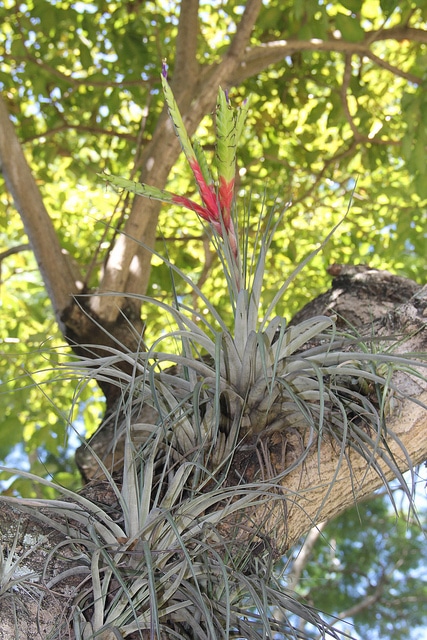 Tillandsia fasciculata
