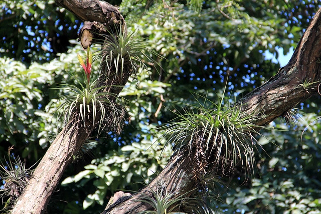 Tillandsia fasciculata