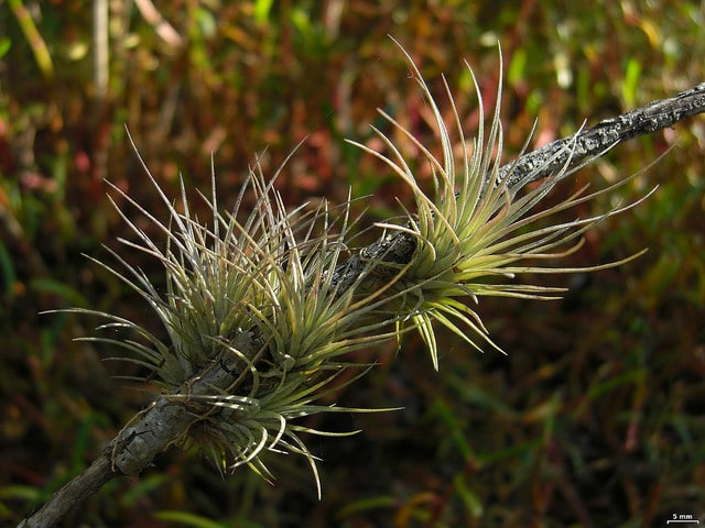 Tillandsia fasciculata