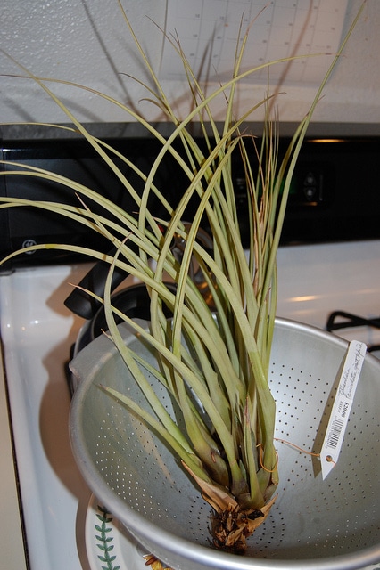 Tillandsia fasciculata