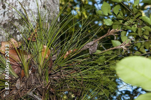 Tillandsia festucoides