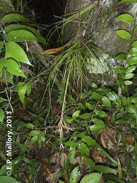 Tillandsia festucoides