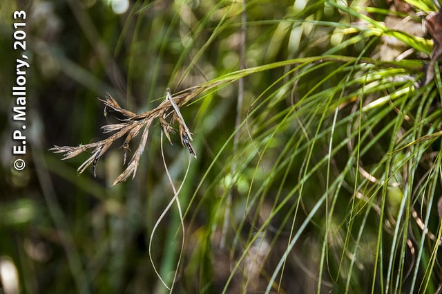 Tillandsia festucoides