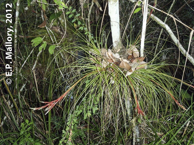 Tillandsia festucoides