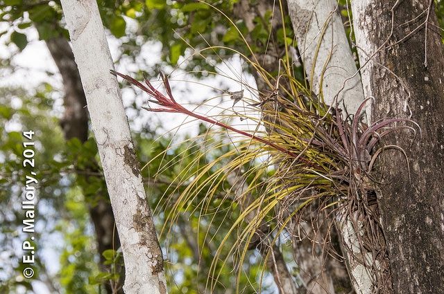 Tillandsia festucoides