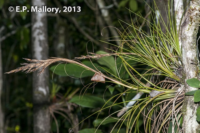 Tillandsia festucoides (Tillandsia festucoides)