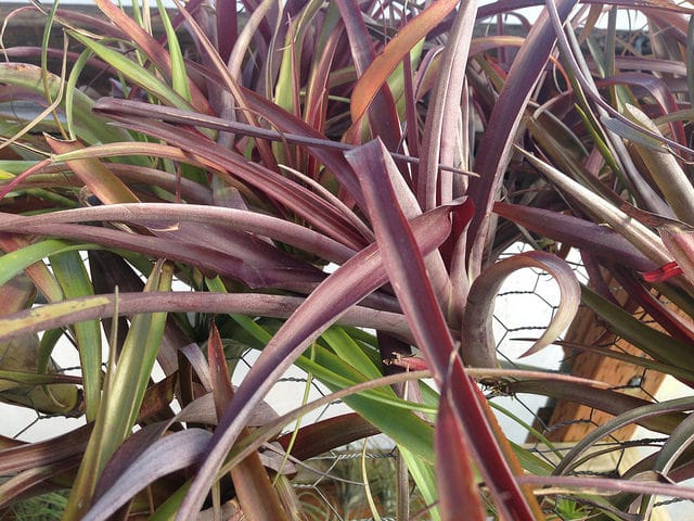 Tillandsia flabellata (Tillandsia flabellata)