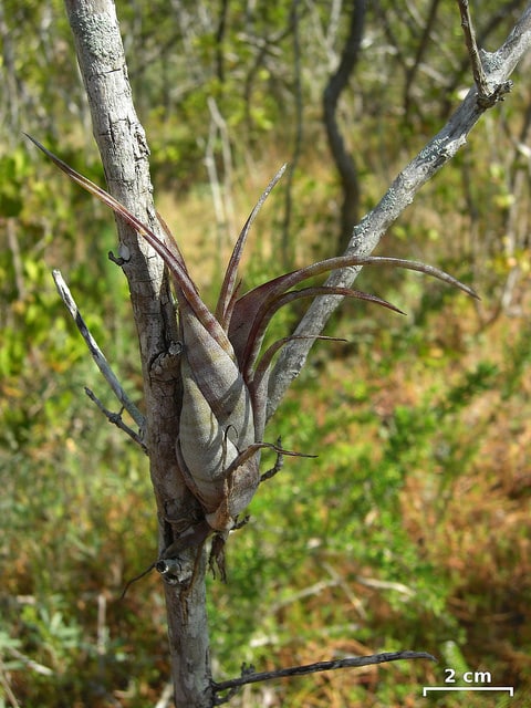 Tillandsia flexuosa
