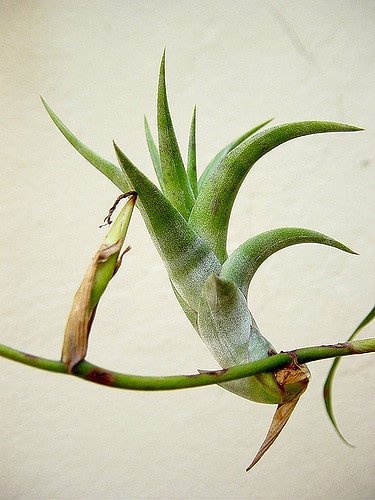 Tillandsia flexuosa