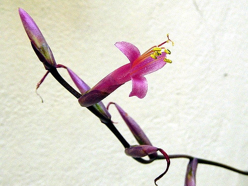 Tillandsia flexuosa (Tillandsia flexuosa)
