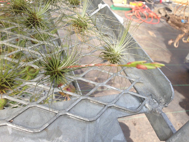 Tillandsia fuchsii (Tillandsia fuchsii)