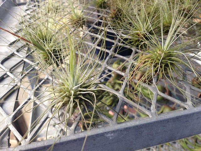 Tillandsia fuchsii