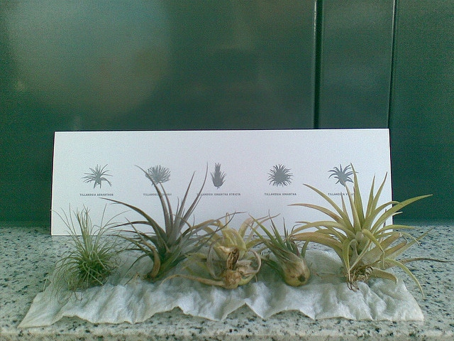 Tillandsia fuchsii