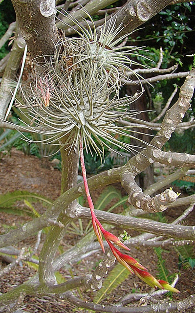 Tillandsia fuchsii
