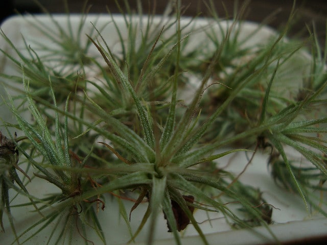 Tillandsia gardneri (Tillandsia gardneri)