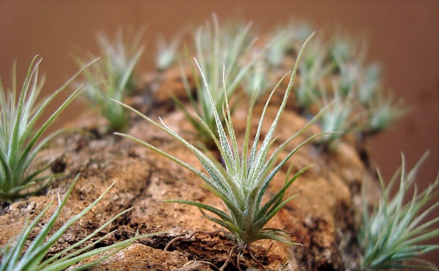 Tillandsia gardneri