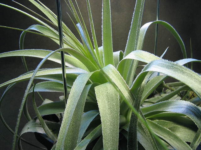 Tillandsia gardneri