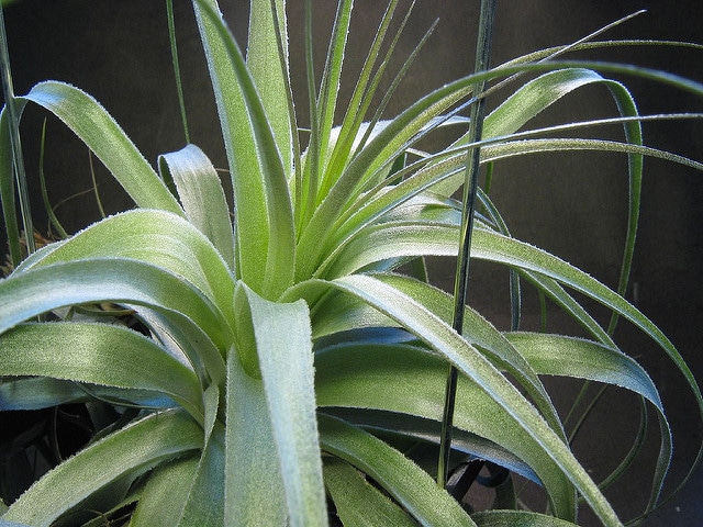 Tillandsia gardneri