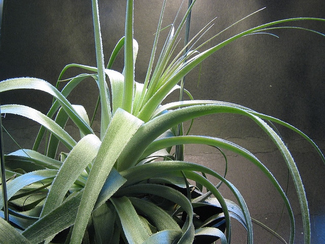 Tillandsia gardneri