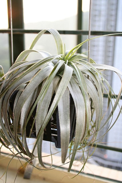 Tillandsia gardneri