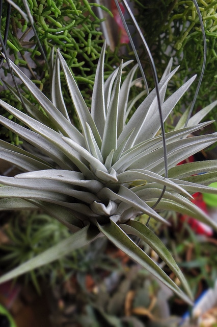 Tillandsia harrisii