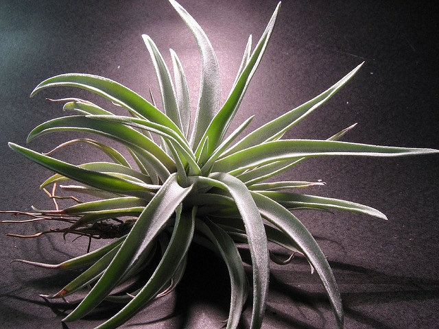 Tillandsia harrisii