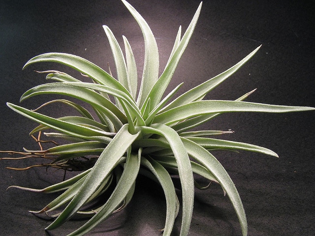 Tillandsia harrisii